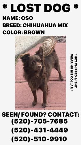 Lost Male Dog last seen Pinal avenue & Val Vista, Casa Grande, AZ 85122
