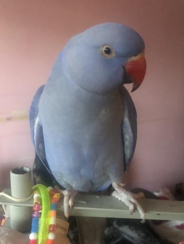 Lost Male Bird last seen Dundas and Queen Frederica DR apmt building. , Mississauga, ON L4Y 3A8