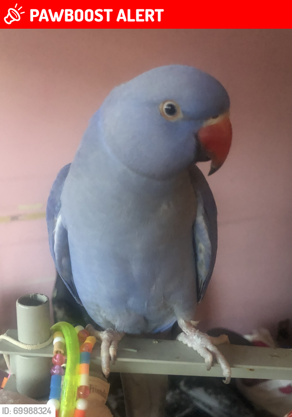 Lost Male Bird last seen Dundas and Queen Frederica DR apmt building. , Mississauga, ON L4Y 3A8