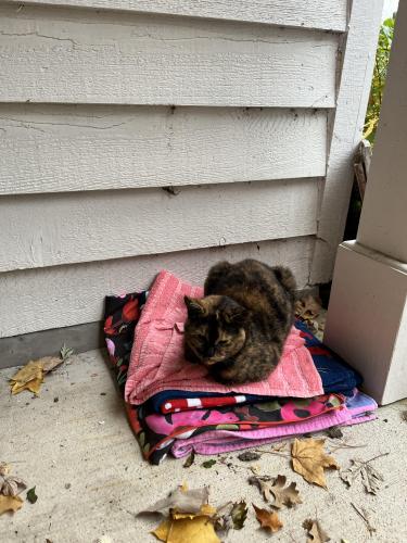 Lost Female Cat last seen 3s611landon ave, Warrenville, IL 60555