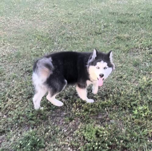 Lost Male Dog last seen Gunnery and Lenard , Lehigh Acres, FL 33973