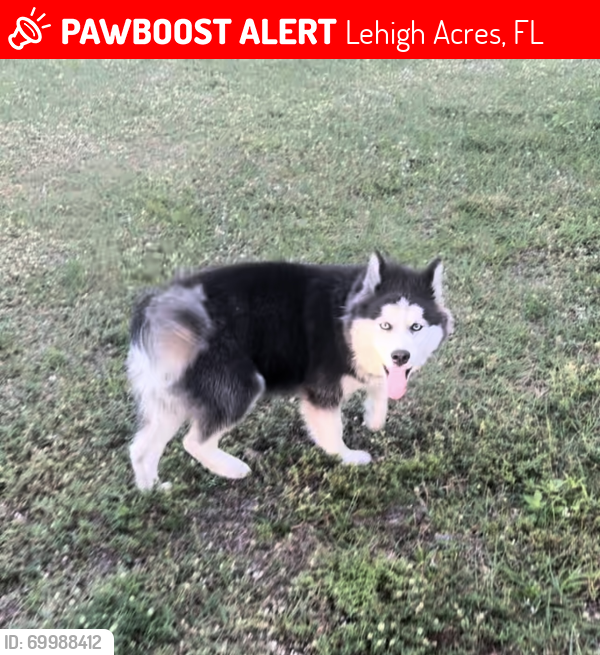 Lost Male Dog last seen Gunnery and Lenard , Lehigh Acres, FL 33973