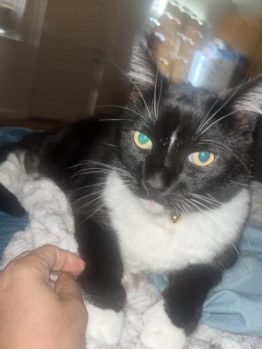 Lost Male Cat last seen Yulupa Avenue and Tachevah Street , Santa Rosa, CA 95405