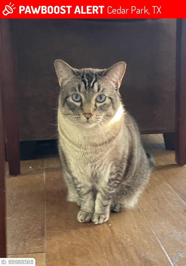 Lost Male Cat last seen Trails End and 1431 area, Cedar Park, TX 78613
