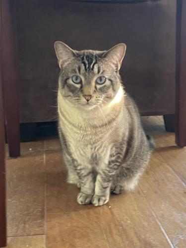 Lost Male Cat last seen Trails End and 1431 area, Cedar Park, TX 78613