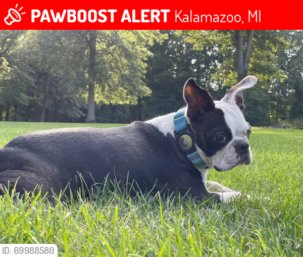 Lost Female Dog last seen Between N. Ave & O ave, Kalamazoo, MI 49048