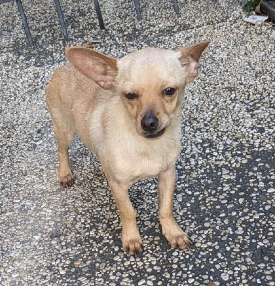 Shelter Stray Male Dog last seen San Antonio, TX 78229, San Antonio, TX 78229