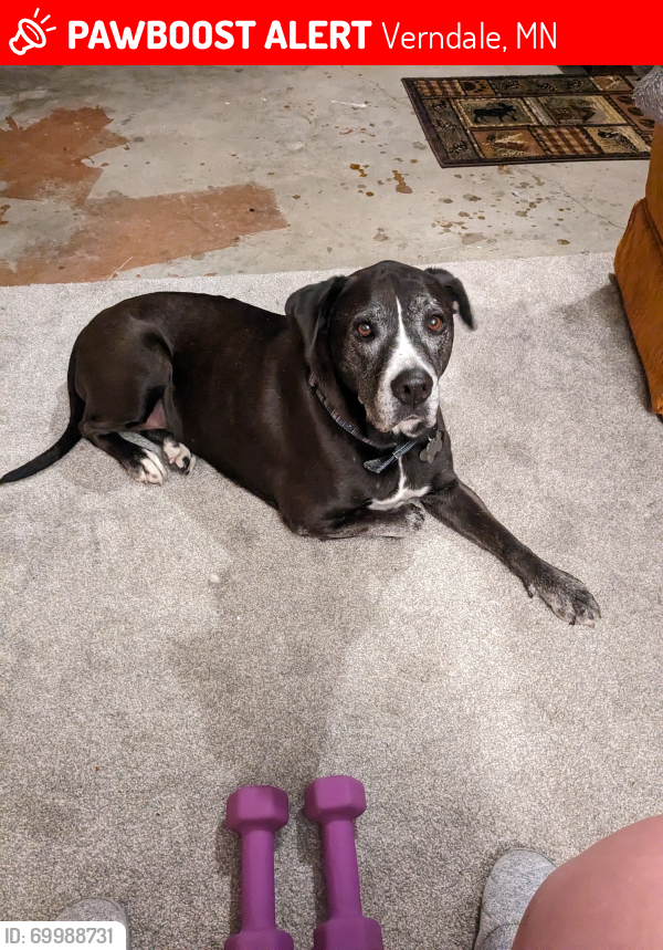 Lost Female Dog last seen Co Rd 26 & 180th St, Verndale, MN 56481