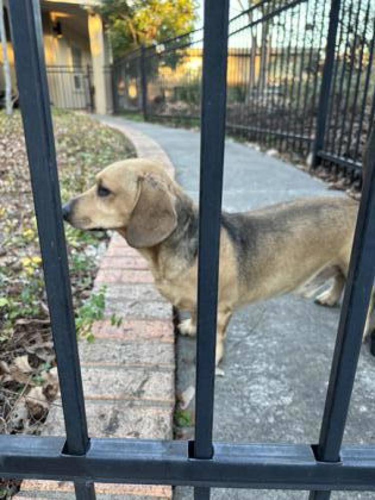 Shelter Stray Male Dog last seen San Antonio, TX 78209, San Antonio, TX 78229