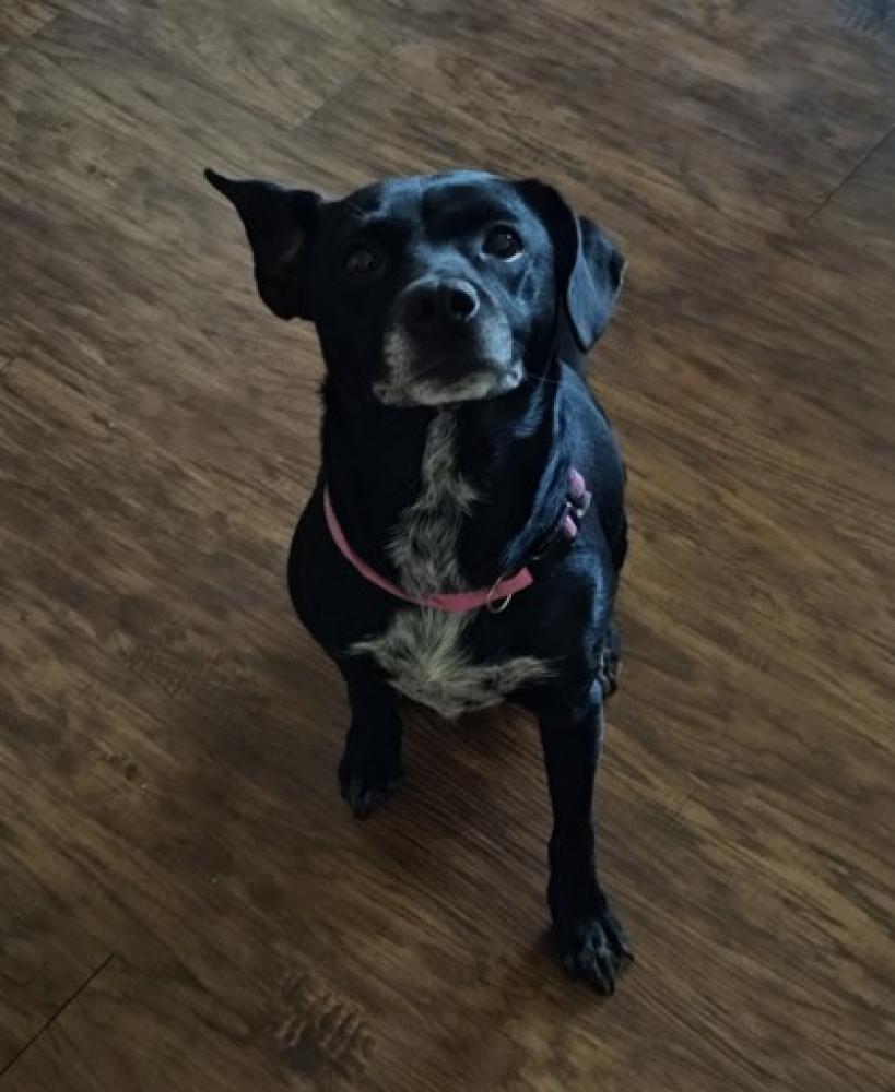 Shelter Stray Female Dog last seen San Antonio, TX 78216, San Antonio, TX 78229