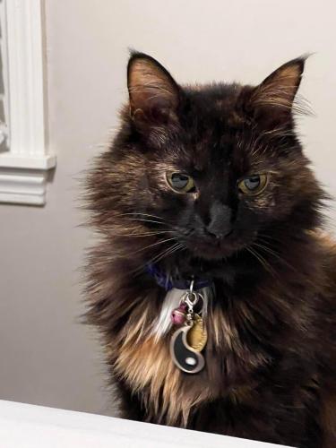 Lost Female Cat last seen 7652b hickory St. Shaw AFB, sc, Shaw Air Force Base, SC 29152