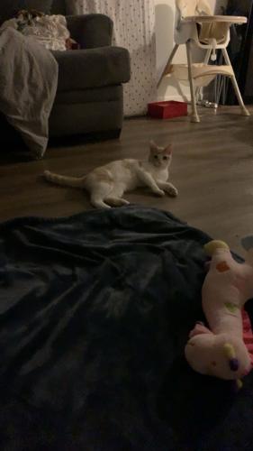 Lost Female Cat last seen Off of 694 victoria and 53rd, Shoreview, MN 55126