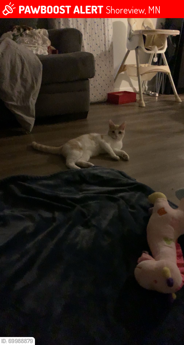 Lost Female Cat last seen Off of 694 victoria and 53rd, Shoreview, MN 55126