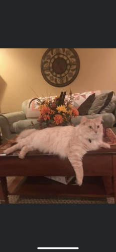 Lost Male Cat last seen Birdie Ave BG Ky, Bowling Green, KY 42104