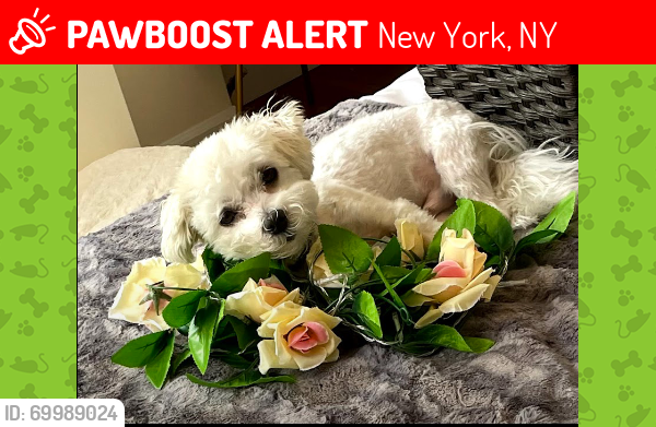Lost Male Dog last seen 7th Ave & 34th Street, New York, NY 10001