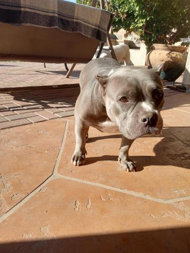 Lost Female Dog last seen 55th Ave and Belmont, Glendale, AZ 85301