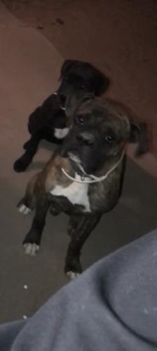 Lost Male Dog last seen 98th and Sage, Albuquerque, NM 87121