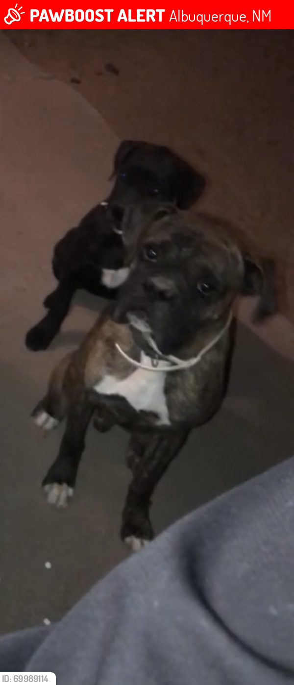 Lost Male Dog last seen 98th and Sage, Albuquerque, NM 87121