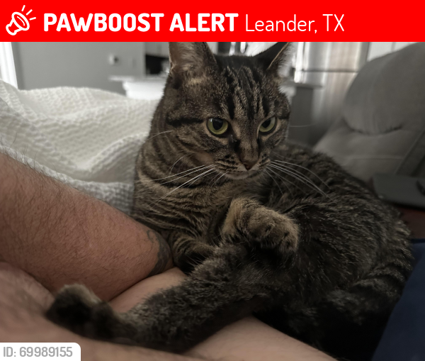 Lost Female Cat last seen Journey , Leander, TX 78641