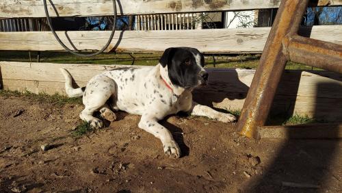 Lost Male Dog last seen Near S Camino Rio Rd, Winkelman, AZ 85192