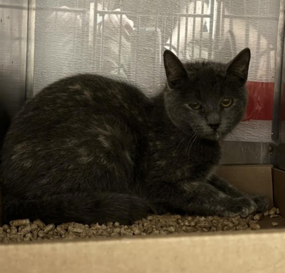 Shelter Stray Female Cat last seen , NC , Gastonia, NC 28052