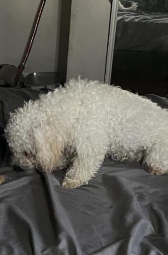 Lost Male Dog last seen Melham ave and amar st , La Puente, CA 91744