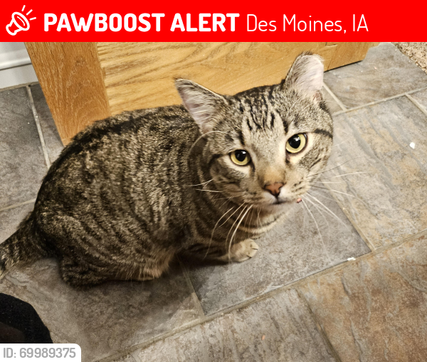 Lost Male Cat last seen Army post road, se 14th, Des Moines, IA 50315