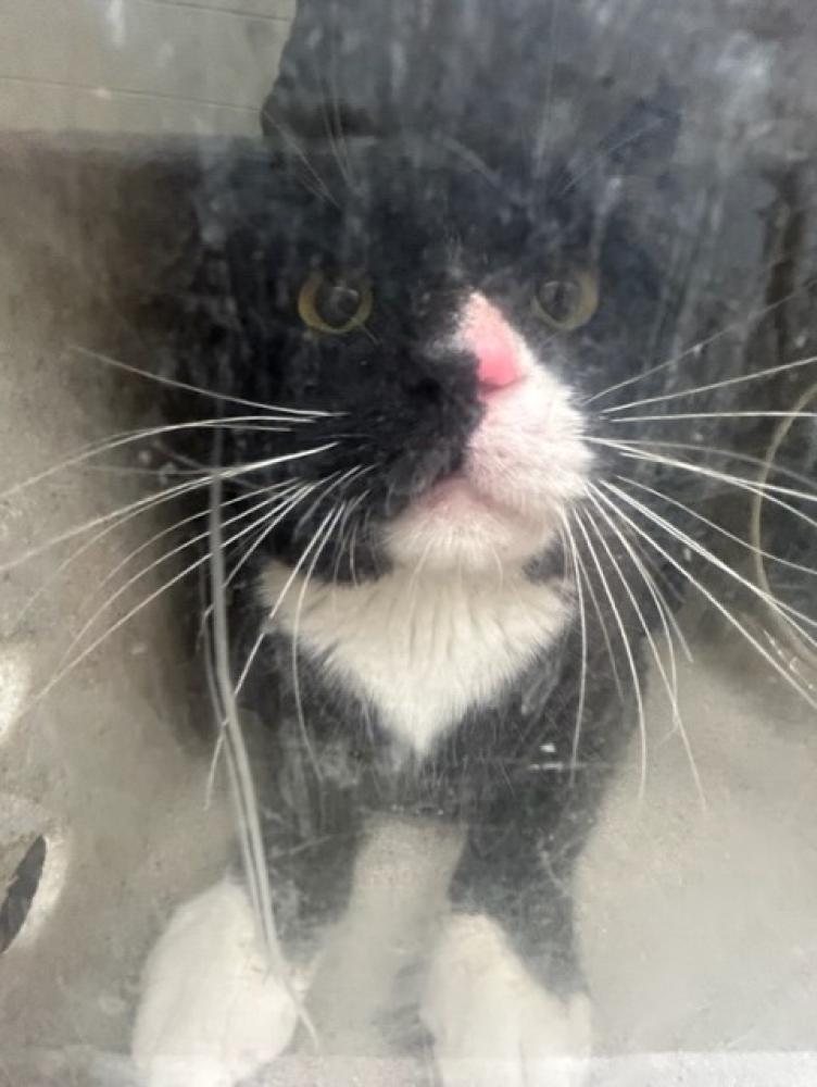 Shelter Stray Male Cat last seen Near BLOCK S 2700 W, TAYLORSVILLE UT 84129, West Valley City, UT 84120