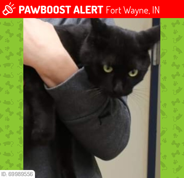 Lost Male Cat last seen Richland Dr/ Getz Rd near Golf Dome, Fort Wayne, IN 46804