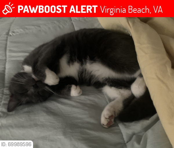 Lost Male Cat last seen Cypress, 23 1/2 st, 24th st, Va beach middle school, Virginia Beach, VA 23451