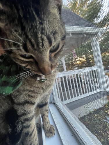 Lost Male Cat last seen Columbia Ave and 17th Ave, Columbia, TN 38401