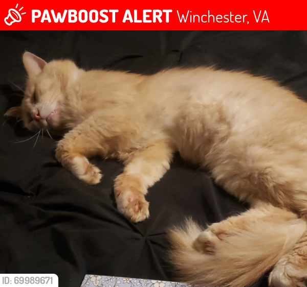 Lost Male Cat last seen Virginia Ave/Van Fossen, Winchester, VA 22601