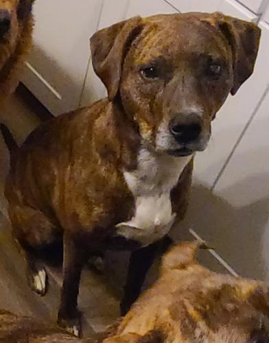 Lost Female Dog last seen County Road 2285, Liberty County, TX 77327