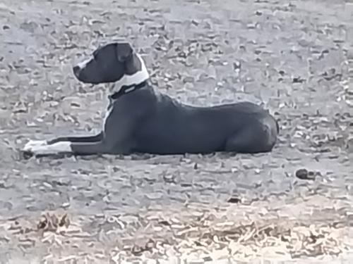 Lost Male Dog last seen Texas Road hse, Lake City, FL 32055