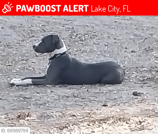 Lost Male Dog last seen Texas Road hse, Lake City, FL 32055