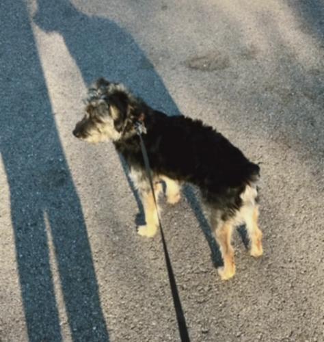 Lost Male Dog last seen Dayton ohio, Greene County, OH 45305