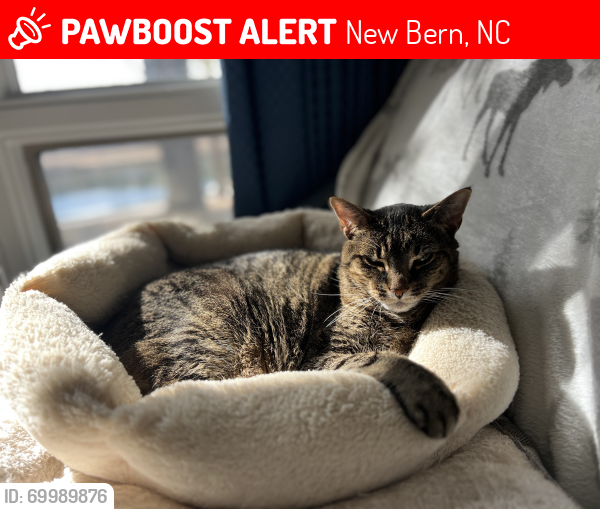 Lost Male Cat last seen Marina drive and Harbour side drive - Fairfield Harbour , New Bern, NC 28560