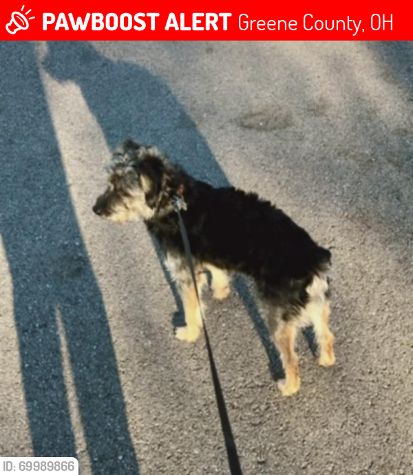 Lost Male Dog last seen Dayton ohio, Greene County, OH 45305
