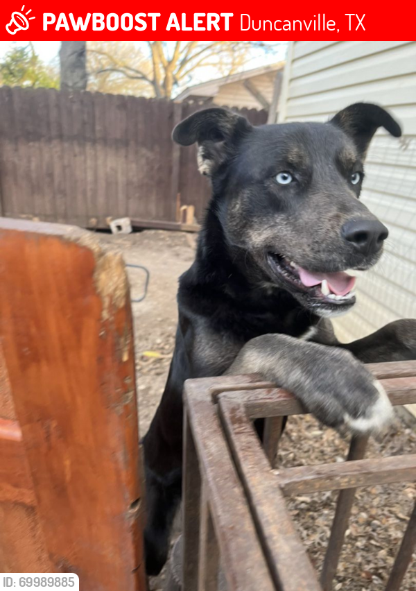 Lost Female Dog last seen S santa Fe Trail, Duncanville, TX 75137