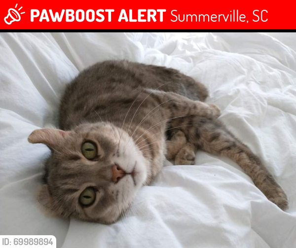 Lost Female Cat last seen New Hope area, Summerville, SC 29483