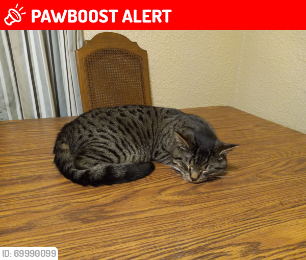 Lost Male Cat last seen By the church on Springfield Ave, Rockford Township, IL 61101