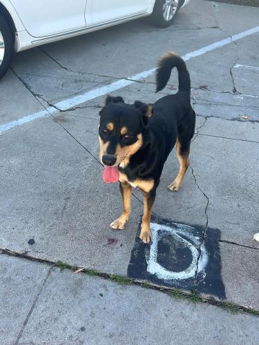 Found dog reunited in Chula Vista, CA