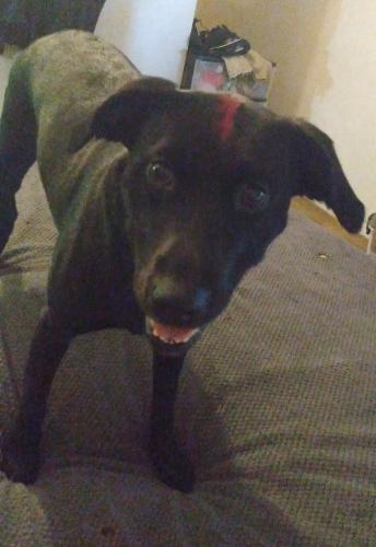 Lost Female Dog last seen 20th St SE and Tate Blvd, Hickory, NC 28602