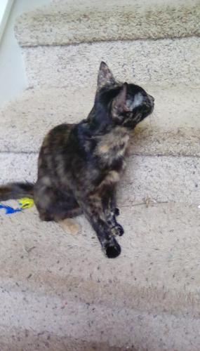 Lost Female Cat last seen Near Overlook Trail, Monroe, GA 30655