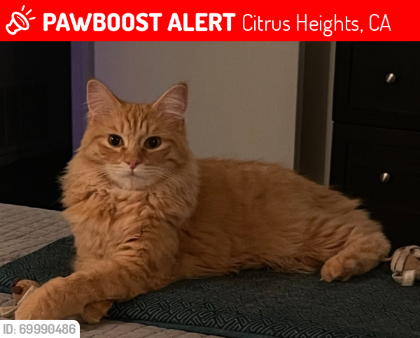 Lost Male Cat last seen Pebblebrook way, Citrus Heights, CA 95621