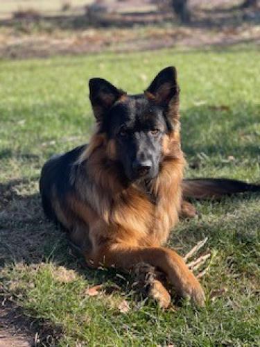 Lost Male Dog last seen Hwy E just south of Woodland Drive , Hartland, WI 53029