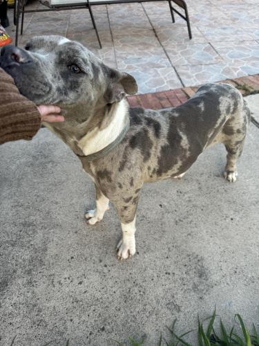 Found/Stray Male Dog last seen Hiding in brush by levee. , Brownsville, TX 78520