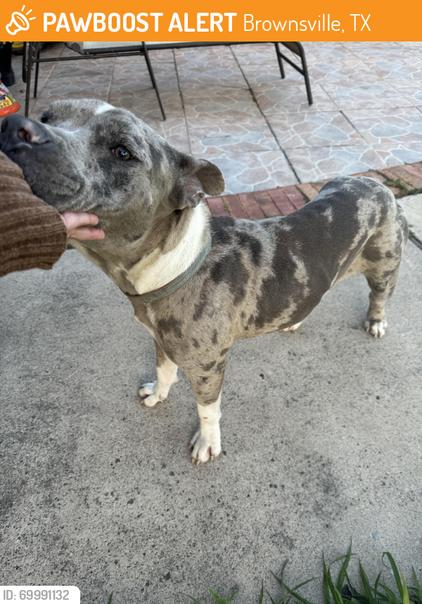Brownsville, TX Stray Male Dog Found Near Hiding in brush by levee