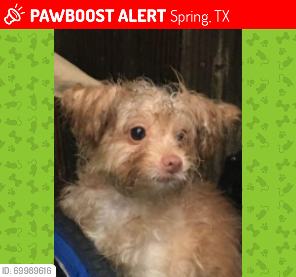Lost Female Dog last seen Oak Masters Dr, Majestic Forest in Spring Creek Forest subdivision , Spring, TX 77379
