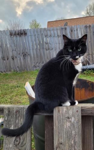 Lost Female Cat last seen Courtyard circle winder GA , Winder, GA 30680